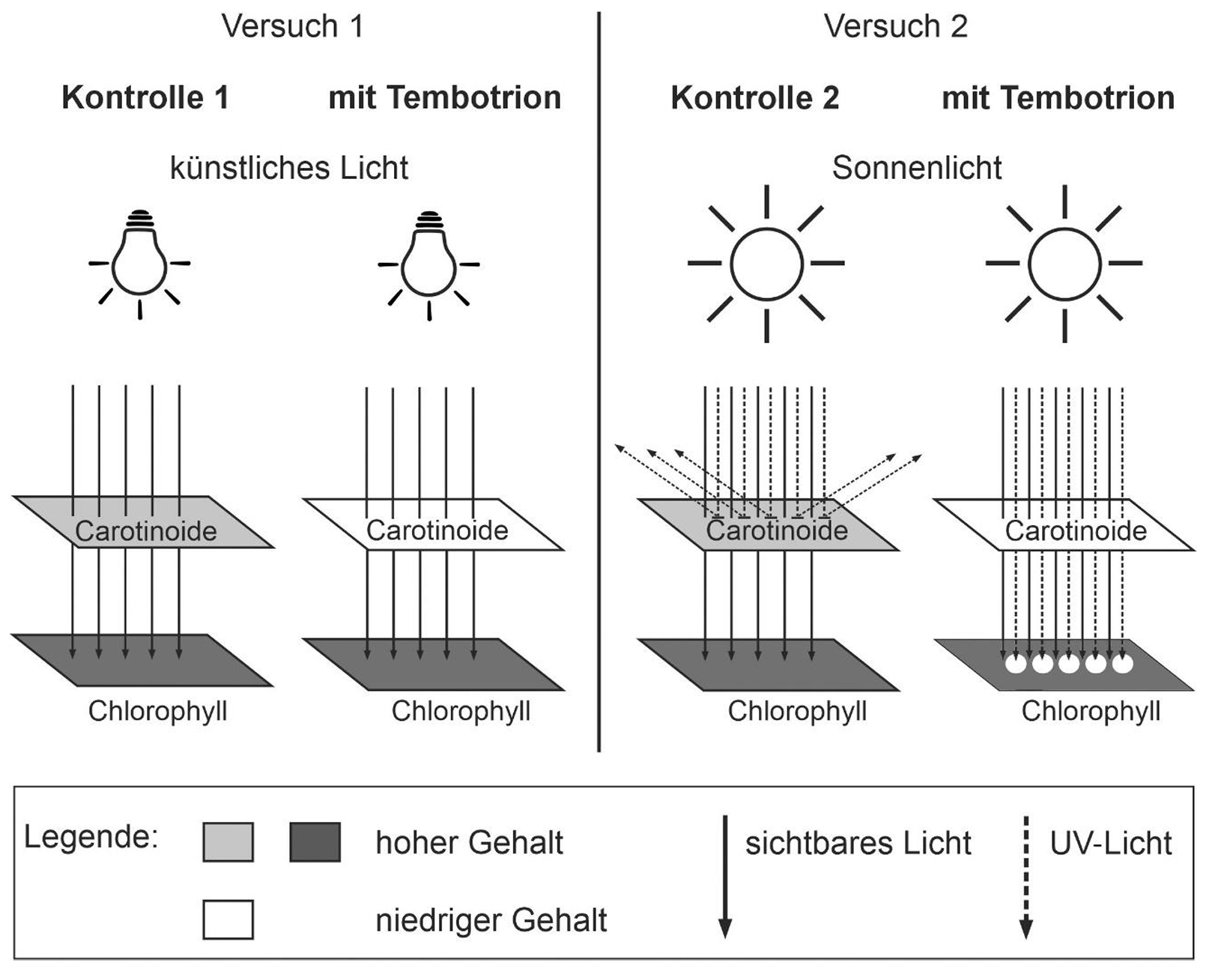 Schematische Darstellung: Kontrolle vs. mit Tembotrion, künstliches Licht und Sonnenlicht, Carotinoide und Chlorophyll.